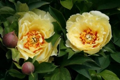 Pivoine itoh yellow heaven