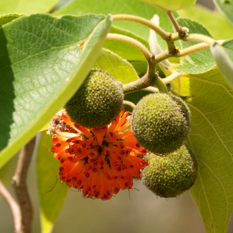 Broussonetia papyrifera