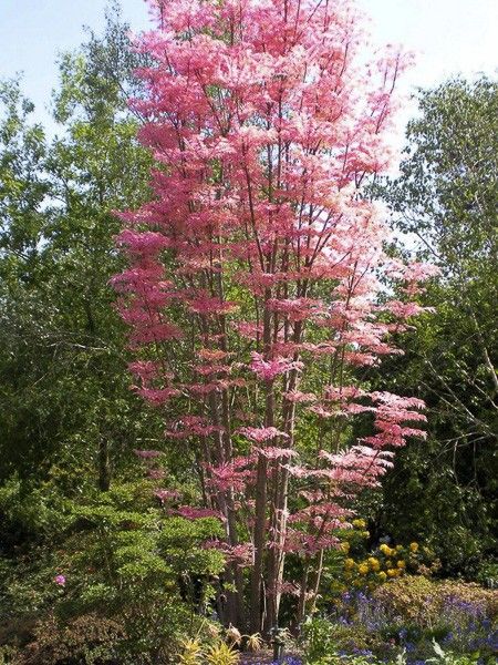 Cedrela Sinensis Toona Flamingo