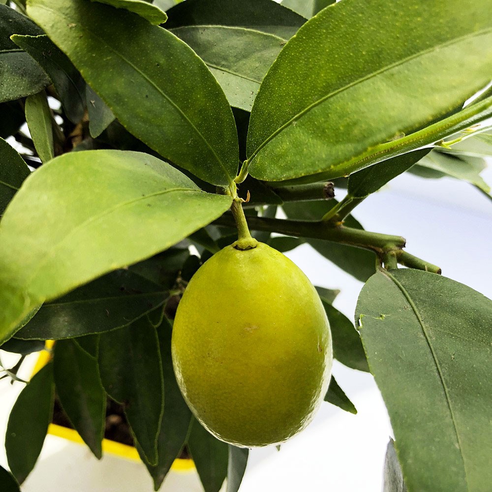 Citrus aurantifolia x fortunella Limequat